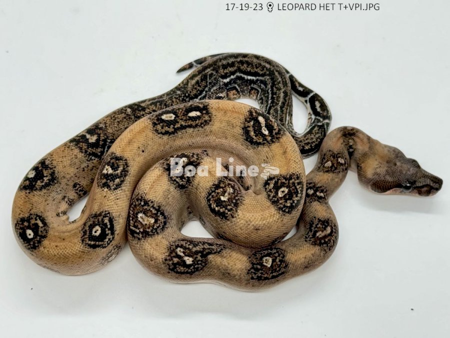 LEOPARD HET T+VPI